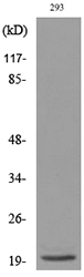 Anti-MANF Antibody