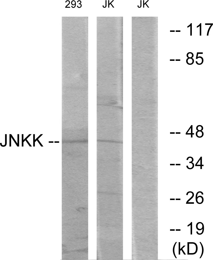 Anti-JNKK Antibody