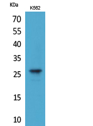 Anti-FGF8 Antibody