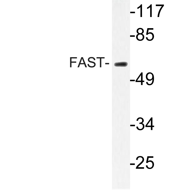 Anti-FAST Antibody