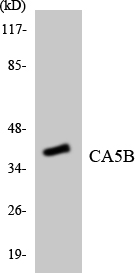 Anti-CA5B Antibody
