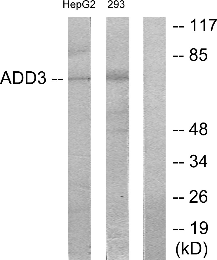 Anti-ADD3 Antibody