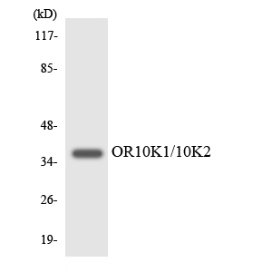 Anti-OR10K1 + OR10K2 Antibody