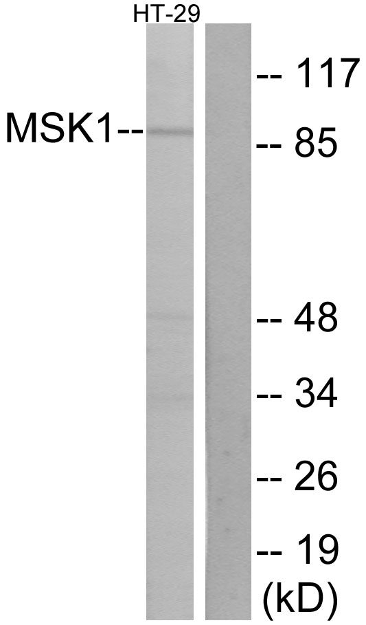 Anti-MSK1 Antibody