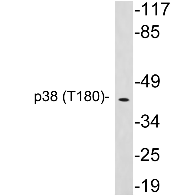 Anti-p38 Antibody