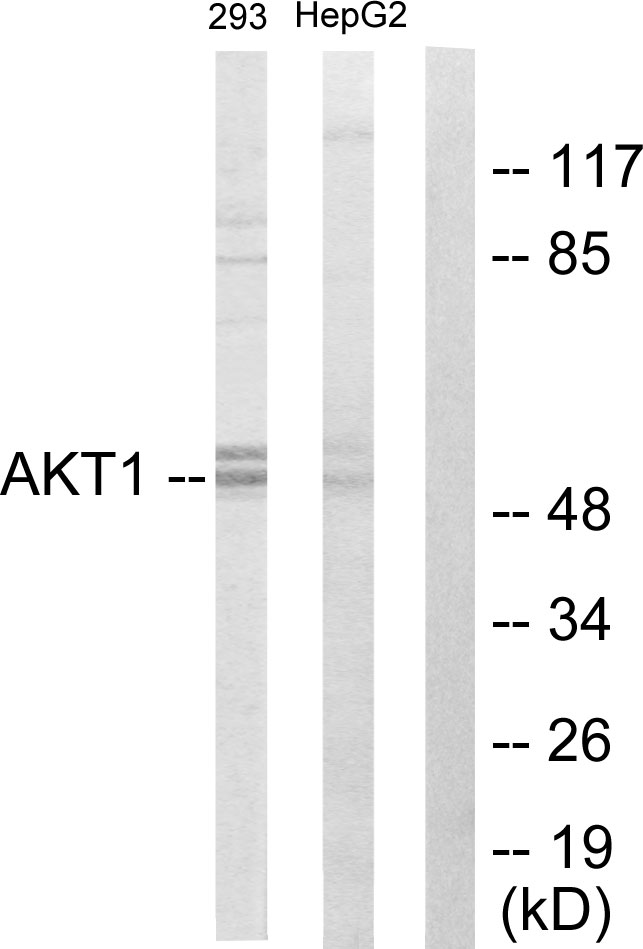 Anti-Akt Antibody