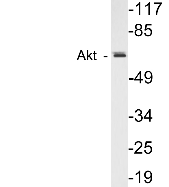 Anti-Akt Antibody