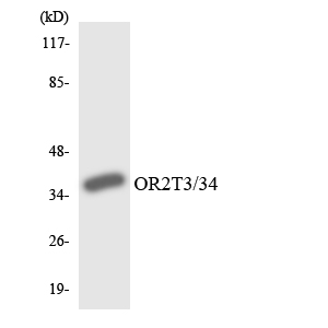 Anti-OR2T3 + OR2T34 Antibody
