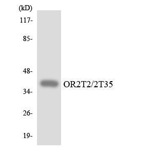 Anti-OR2T2 + OR2T35 Antibody