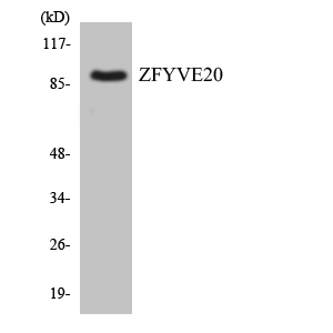 Anti-ZFYVE20 Antibody