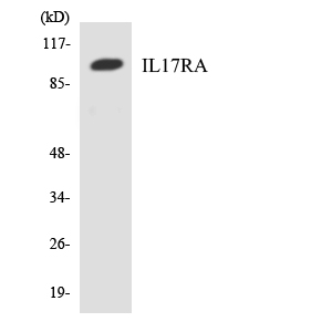 Anti-IL17RA Antibody