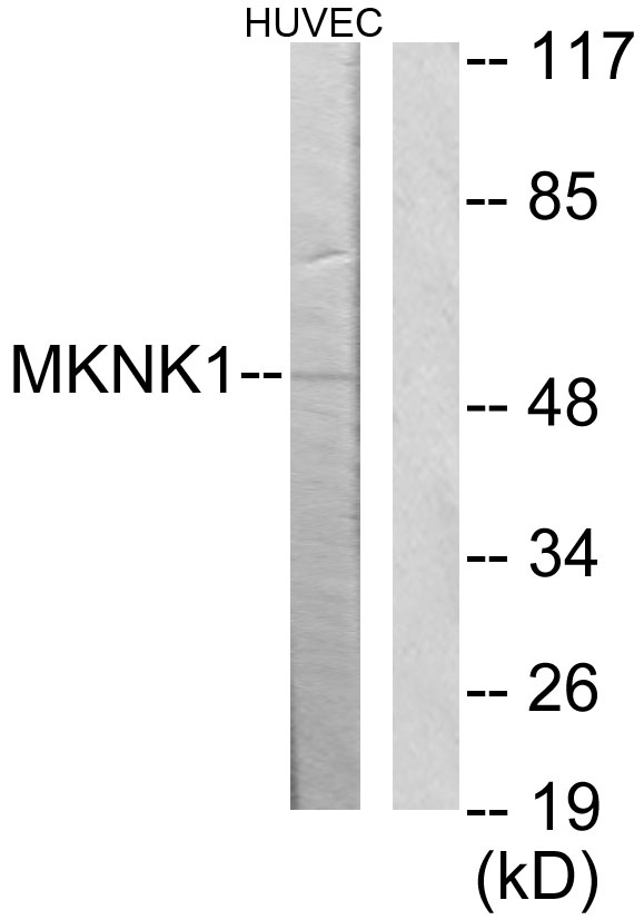 Anti-MKNK1 Antibody