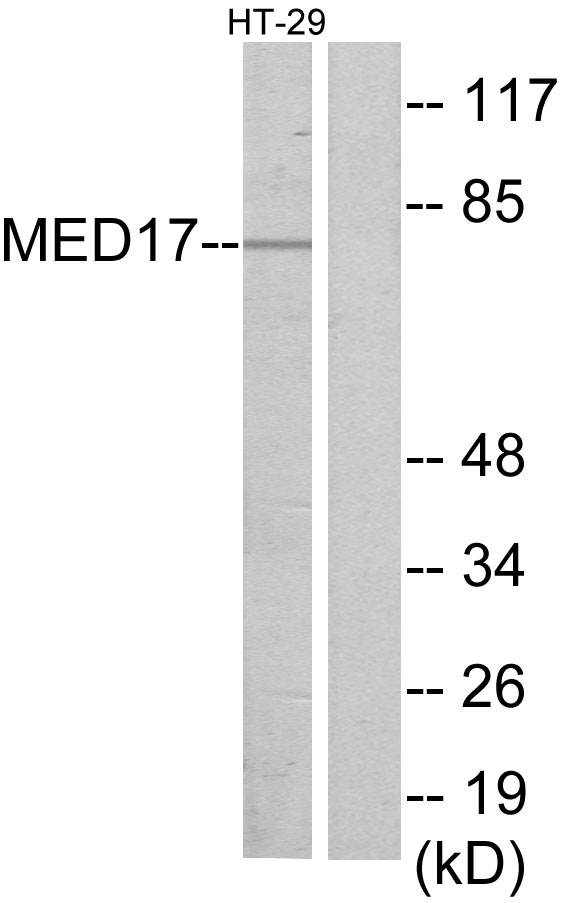 Anti-MED17 Antibody