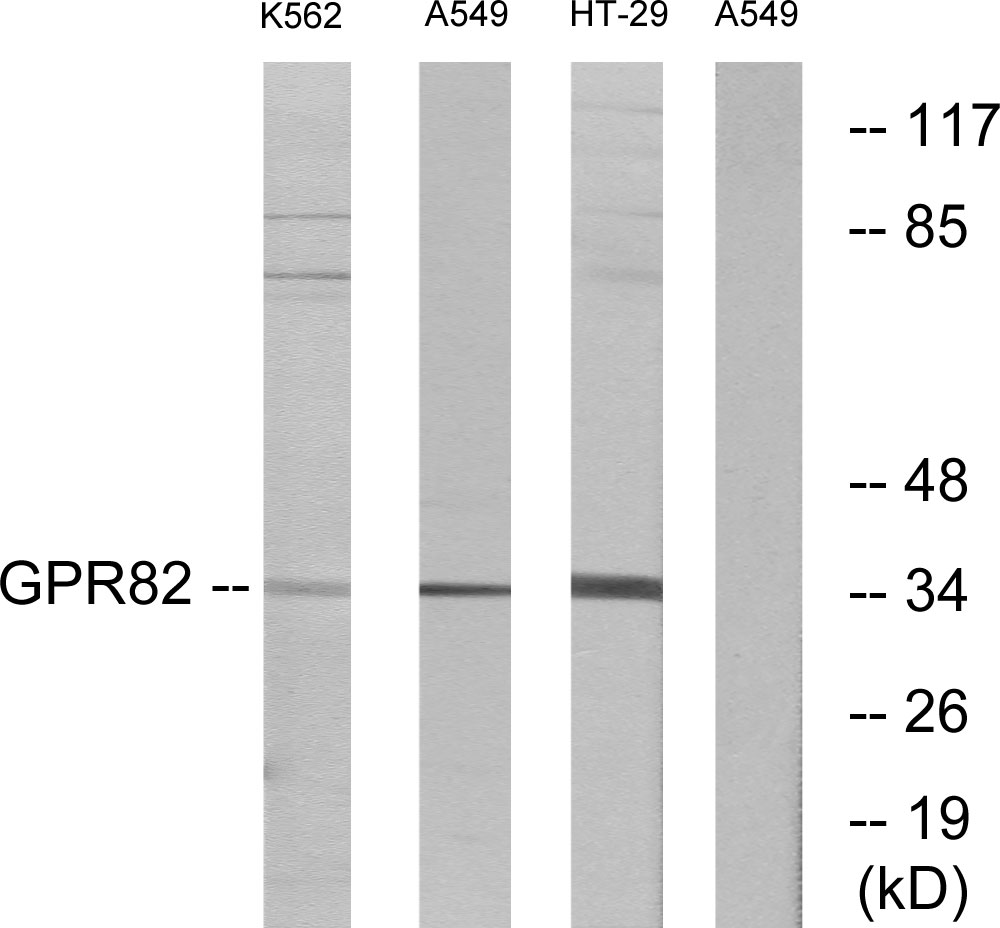 Anti-GPR82 Antibody