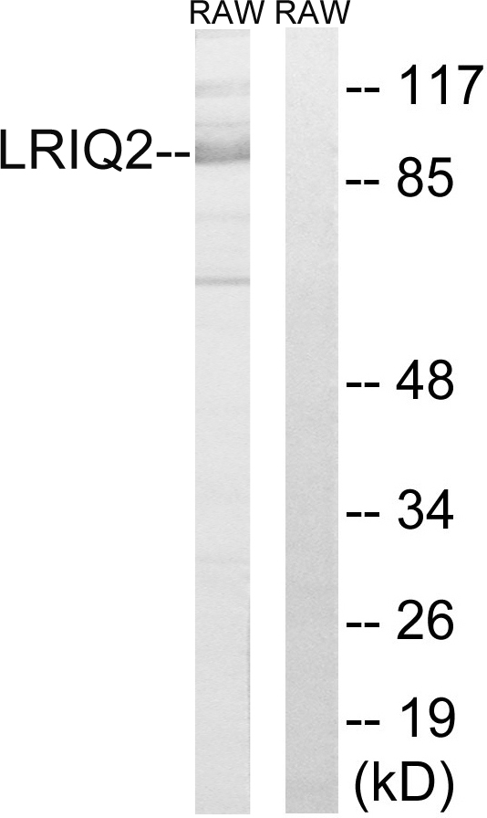 Anti-CEP97 Antibody