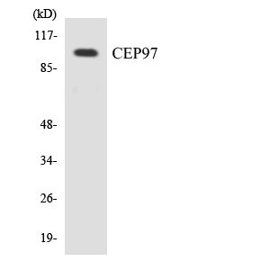 Anti-CEP97 Antibody