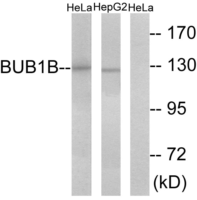 Anti-BUB1B Antibody