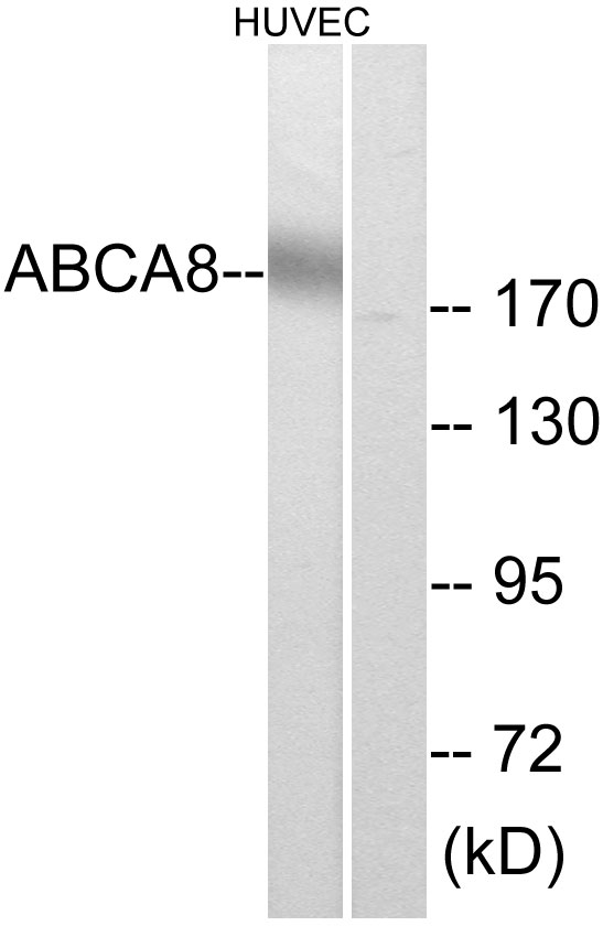 Anti-ABCA8 Antibody