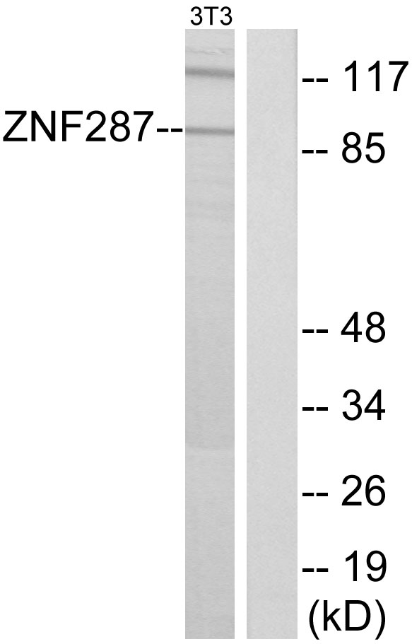 Anti-ZNF287 Antibody