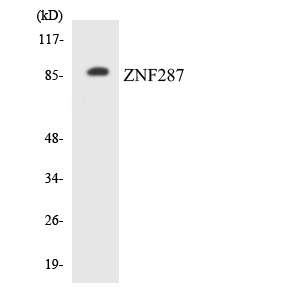 Anti-ZNF287 Antibody