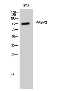 Anti-PABPC3 Antibody