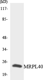 Anti-MRPL40 Antibody