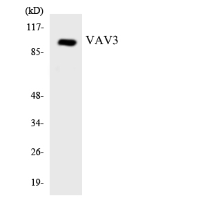 Anti-VAV3 Antibody
