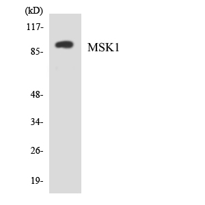 Anti-MSK1 Antibody