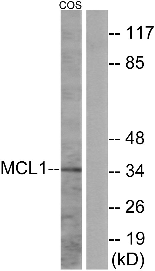 Anti-MCL1 Antibody