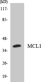 Anti-MCL1 Antibody