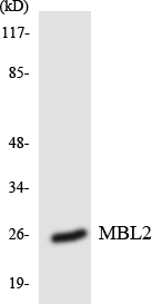 Anti-MBL2 Antibody