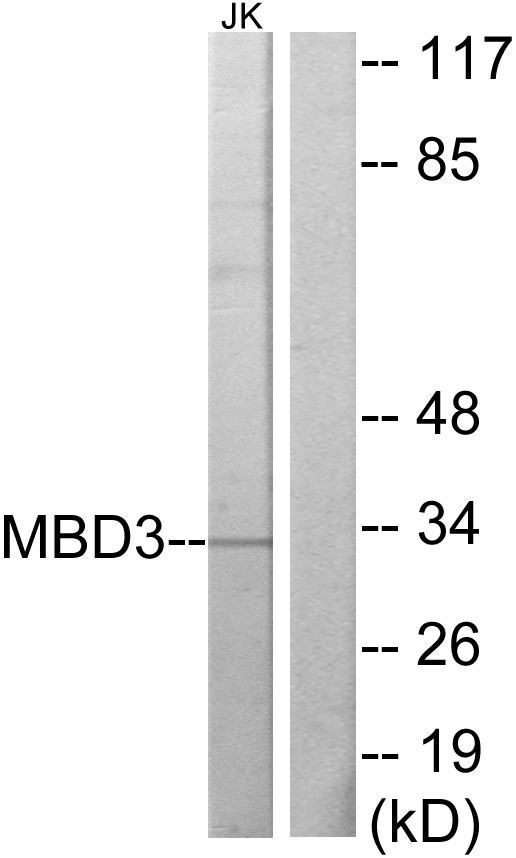 Anti-MBD3 Antibody