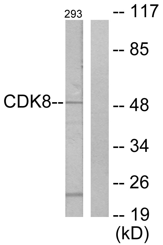 Anti-CDK8 Antibody