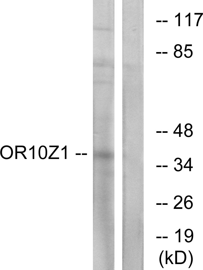 Anti-OR10Z1 Antibody