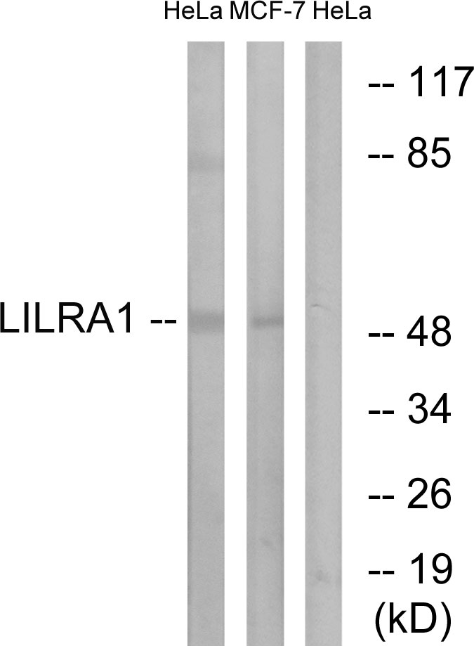 Anti-LILRA1 Antibody