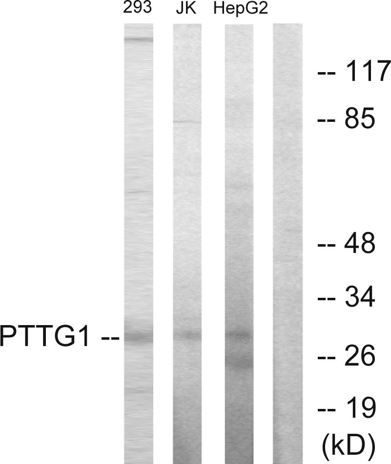 Anti-PTTG1 Antibody