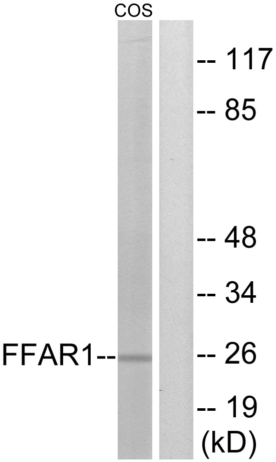 Anti-FFAR1 Antibody
