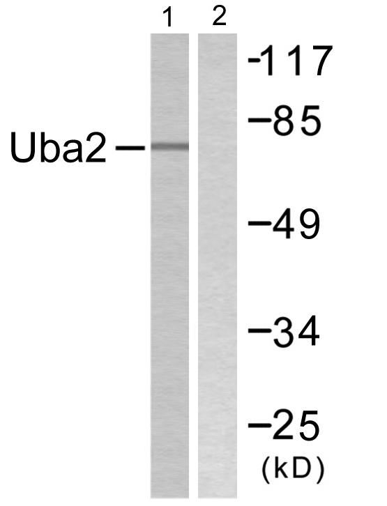 Anti-Uba2 Antibody
