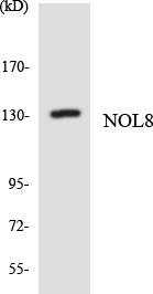 Anti-NOL8 Antibody