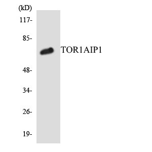 Anti-TOR1AIP1 Antibody