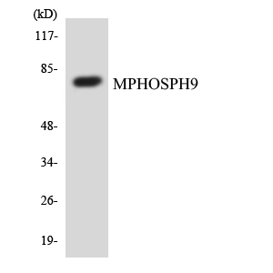 Anti-MPHOSPH9 Antibody